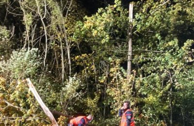 331. Baum liegt auf Strasse