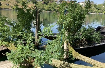 288. Abgebrochener Ast trifft 4 Weidlinge